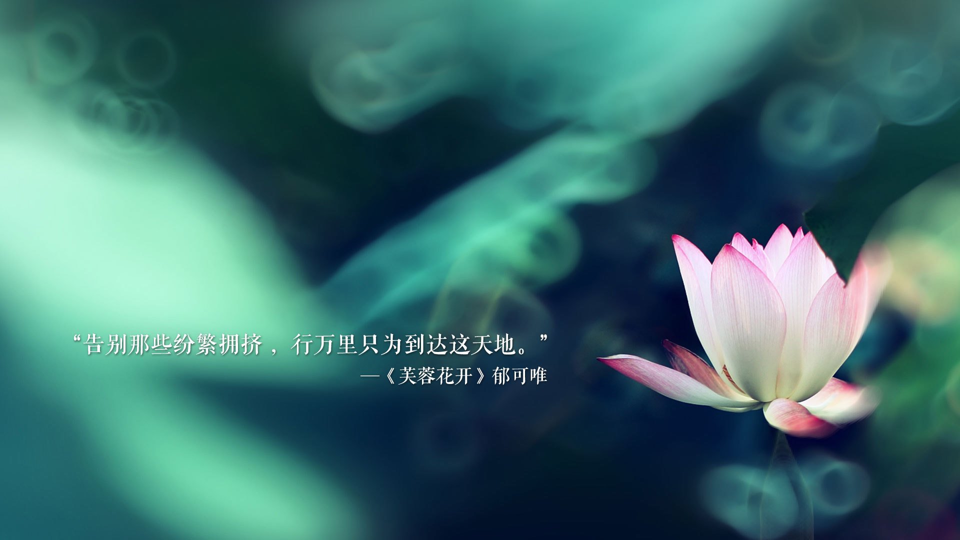 _环天跑：在天空中迎风奔跑_，什么时候给树木施肥