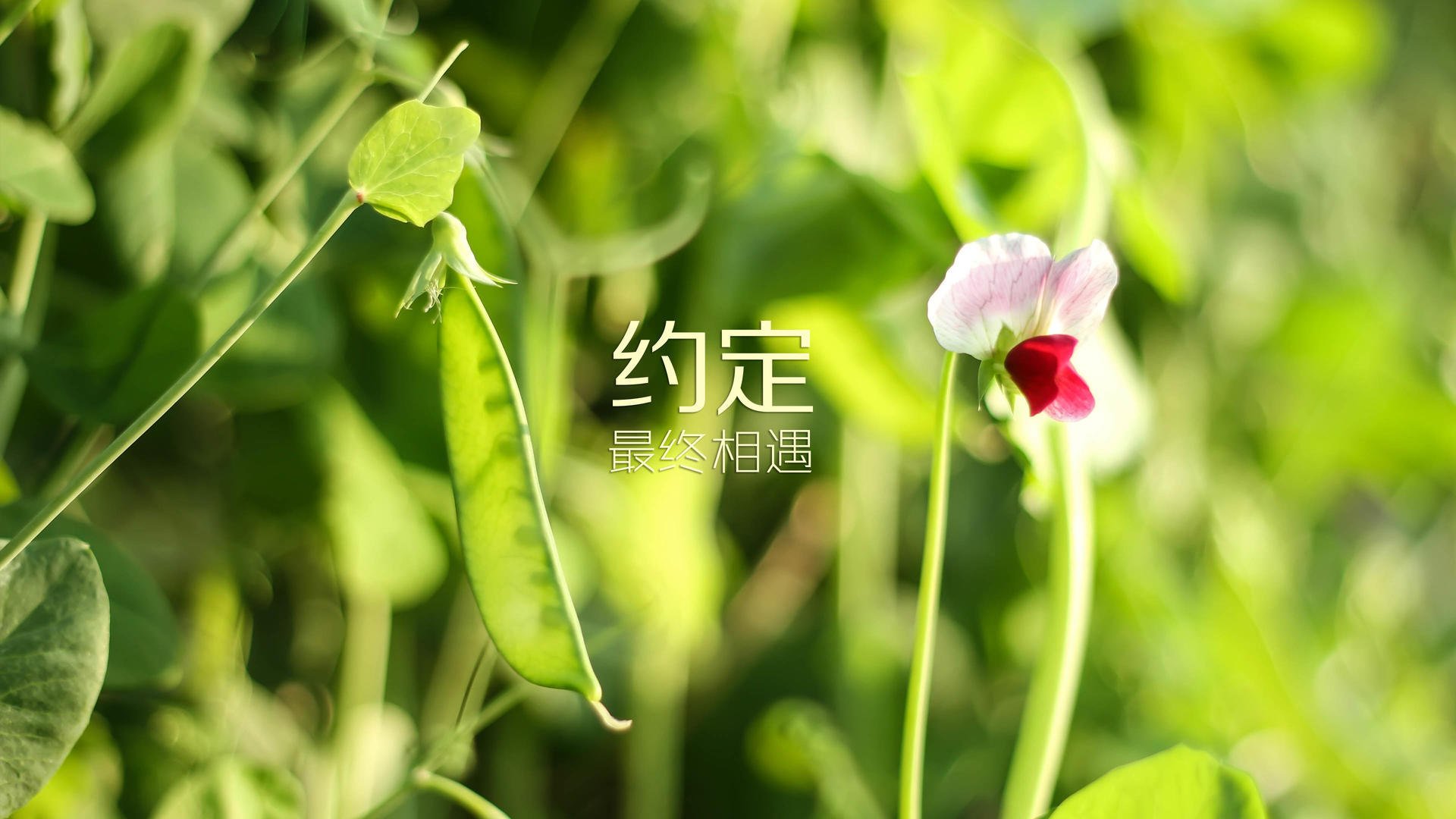 官方羽毛球选手排名更新，最强羽毛球选手